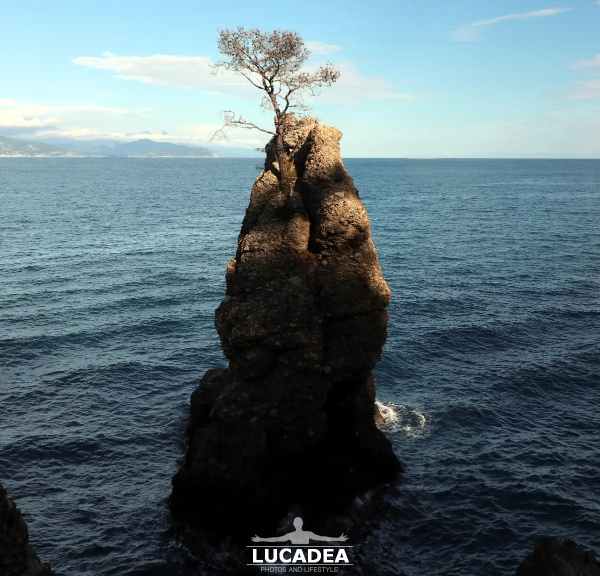 L'albero su scoglio tra Santa e Portofino