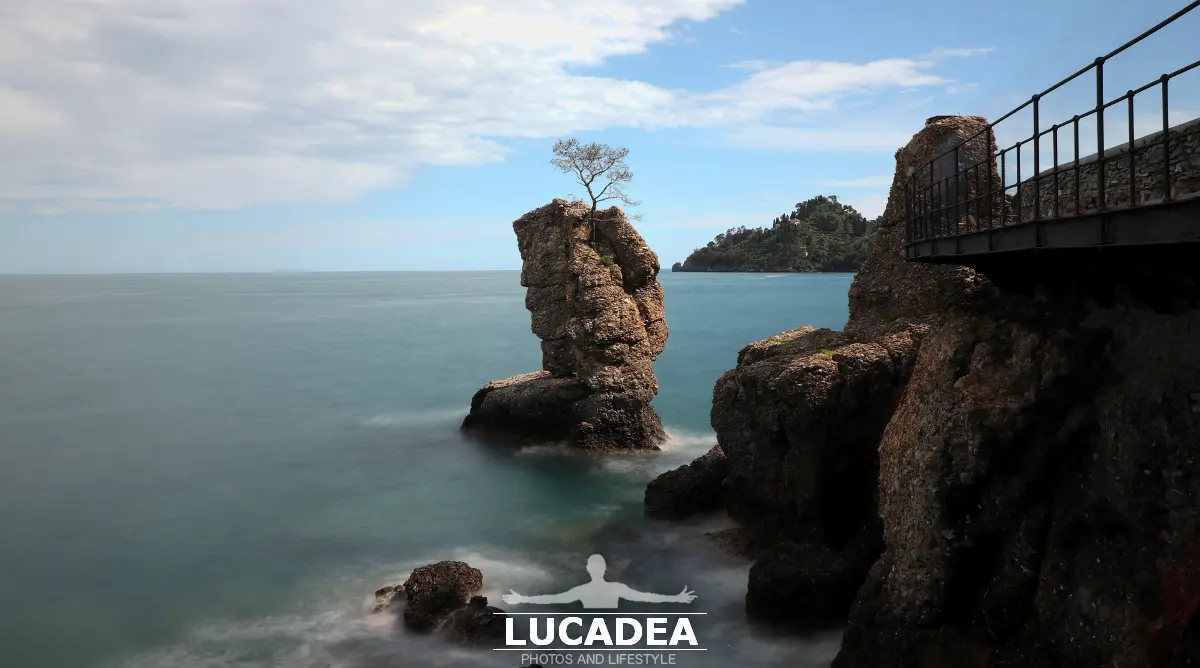 L'albero su scoglio tra Santa e Portofino