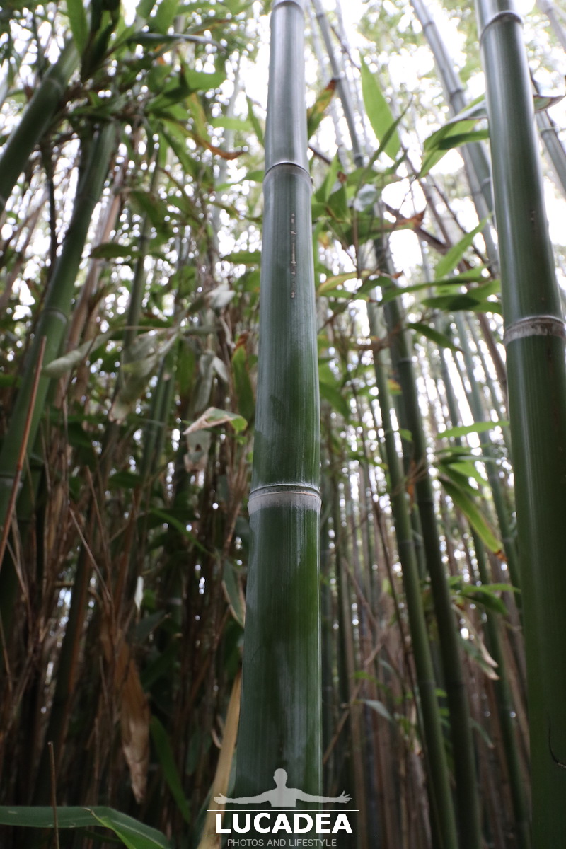 Canne di bambù