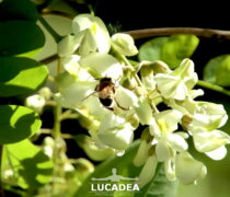 Fiori di acacia e api operose
