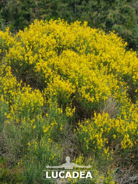 I fiori gialli della ginestra