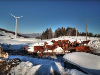 Le mucche sulla neve del Passo di Centocroci