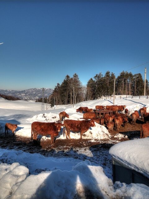 Le mucche sulla neve del Passo di Centocroci