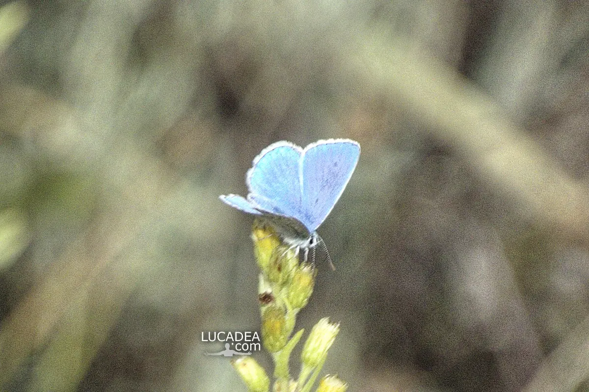 Blue butterfly photographed on a plant along a trail in Liguria surrounded by natural vegetation