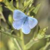 Una farfalla azzurra