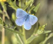Una farfalla azzurra fotografata camminando su un sentiero