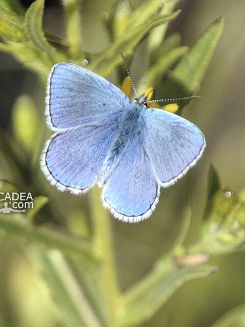 Una farfalla azzurra