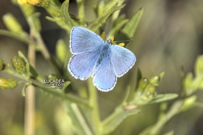 Farfalla azzurra fotografata su una pianta lungo un sentiero della Liguria tra la vegetazione