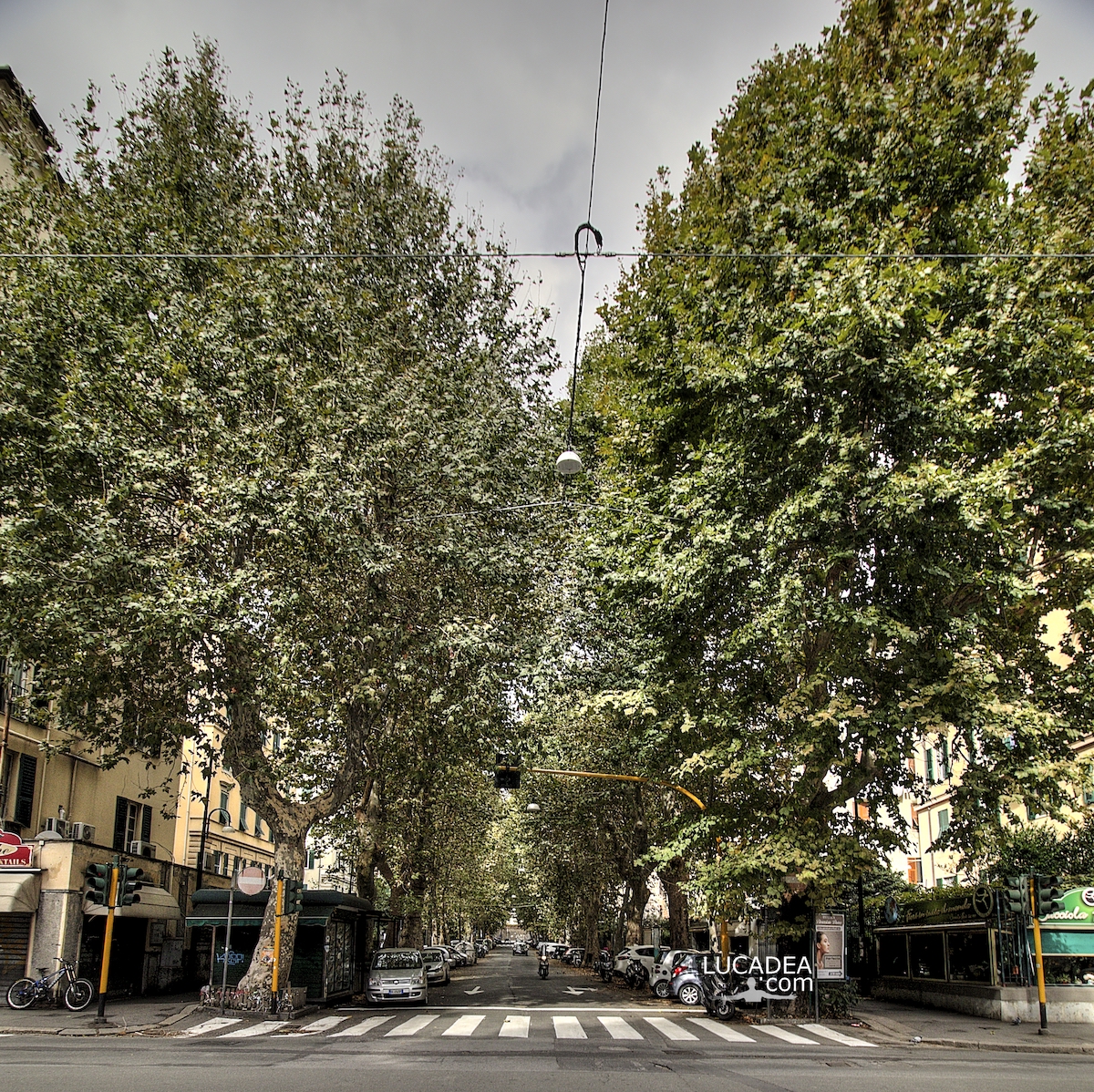 Gli alberi di via Giuseppe Casaregis a Genova