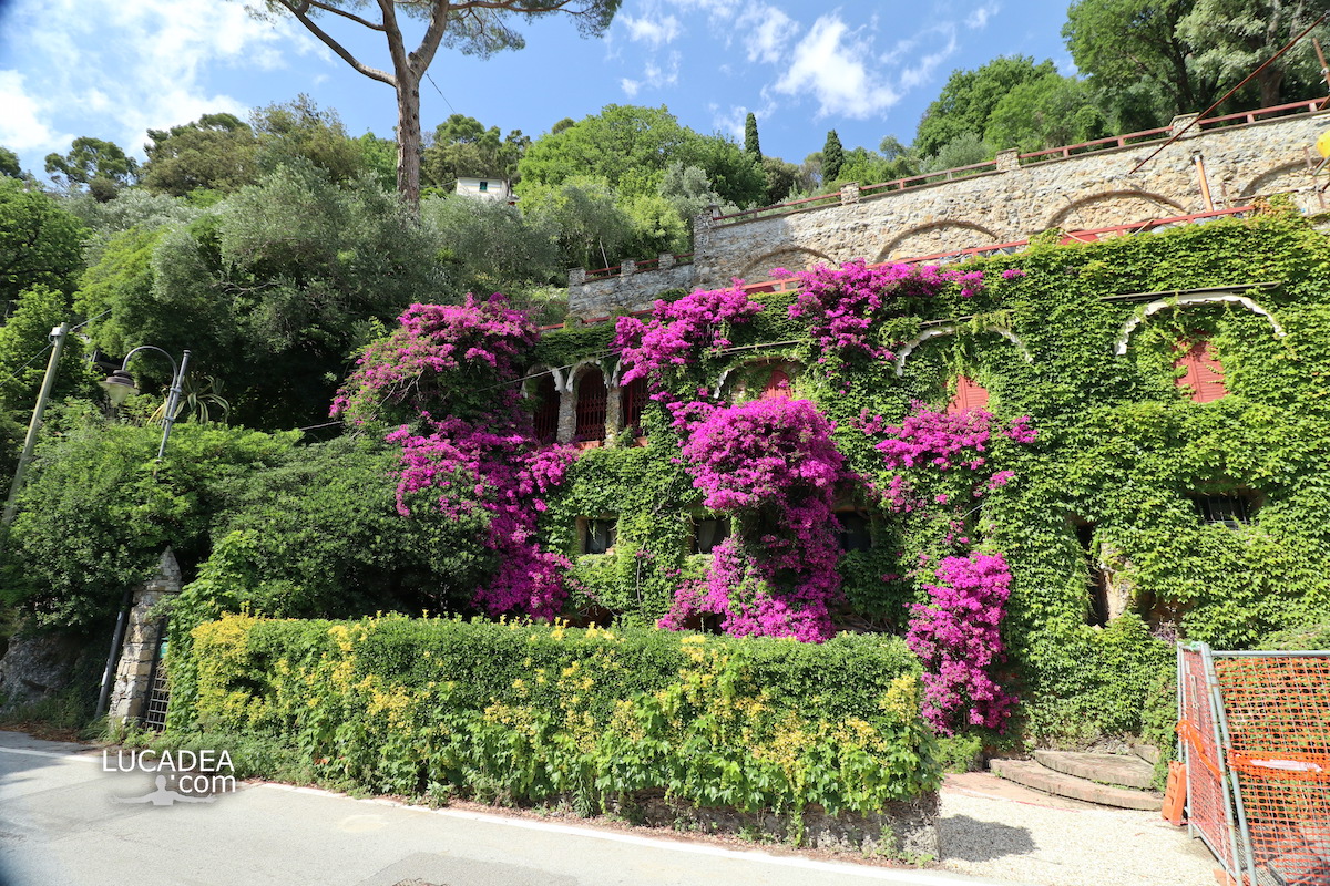 I muri coperti di verde e fiori di una bella villa a Paraggi