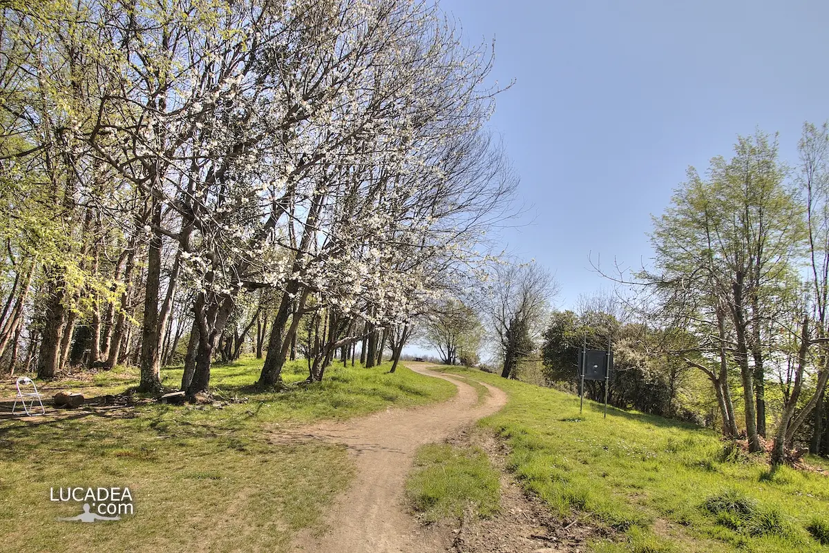 Il sentiero che passa sulla Selva sopra a Sestri Levante
