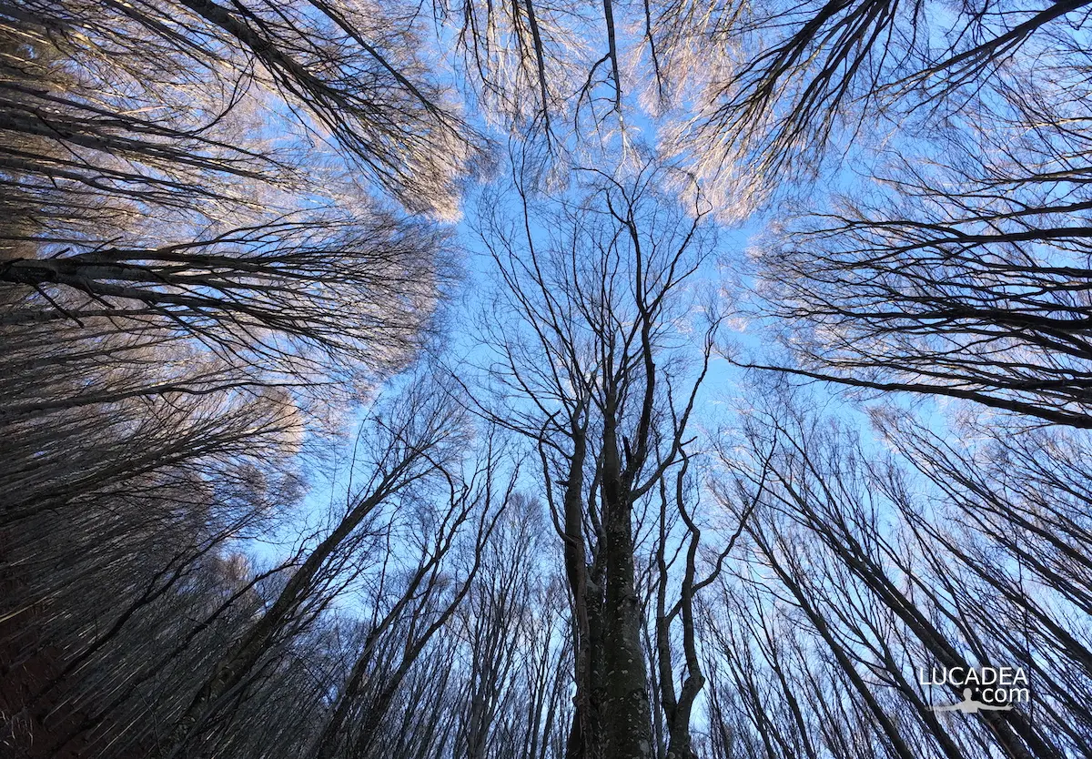 Le fronde degli alberi nella faggeta del Monte Zatta