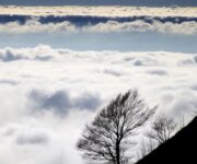 Un albero con alle spalle un tappeto di nuvole visto dal Monte Zatta