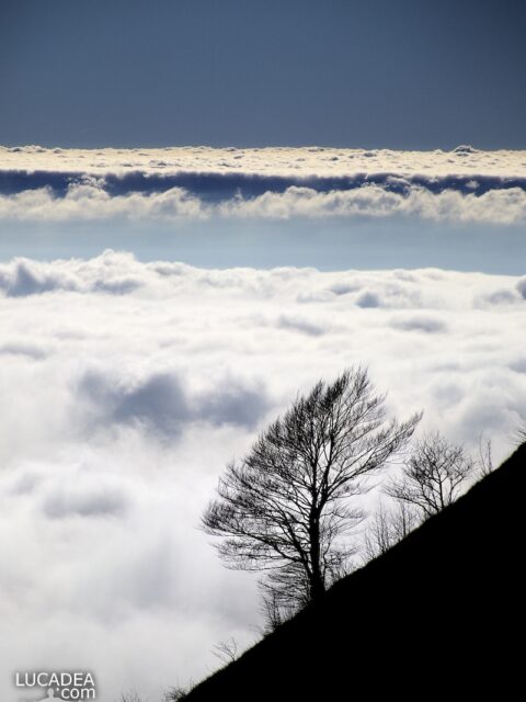 Un albero con alle spalle un tappeto di nuvole visto dal Monte Zatta