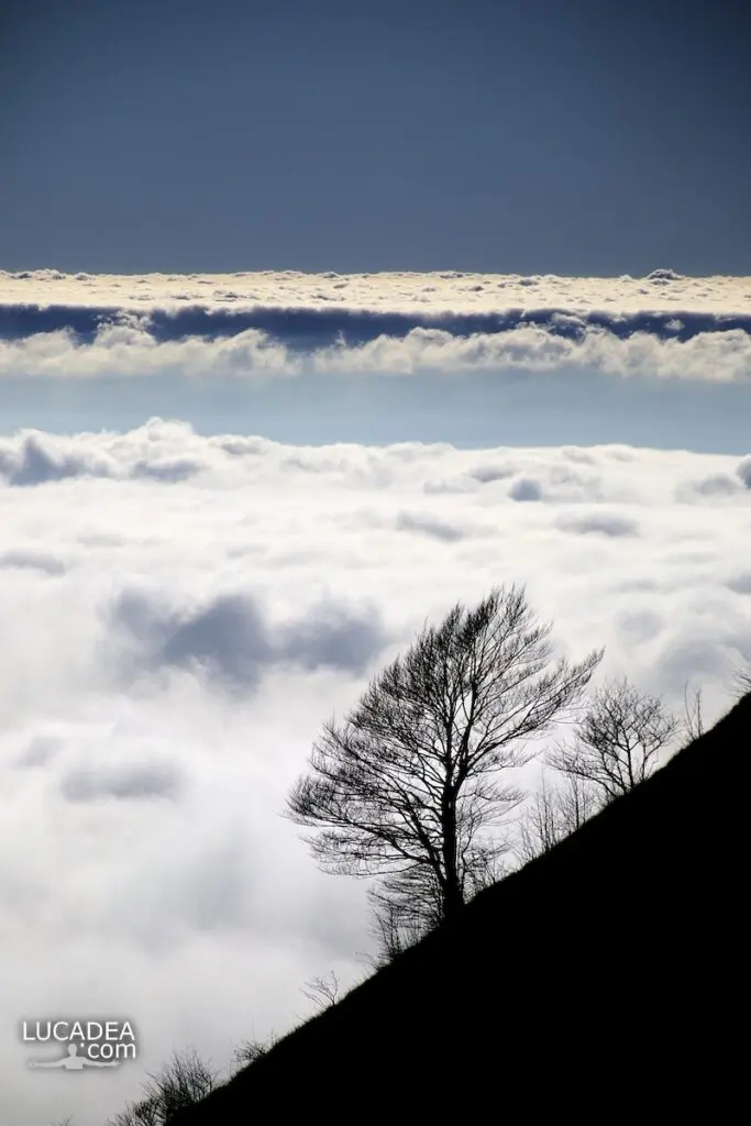 Un albero con alle spalle un tappeto di nuvole visto dal Monte Zatta