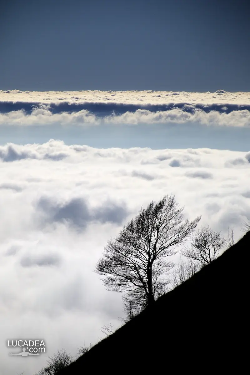 Un albero con alle spalle un tappeto di nuvole visto dal Monte Zatta