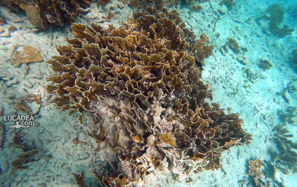 Coralli a Klein Bonaire nelle Isole di Bes nei Caraibi