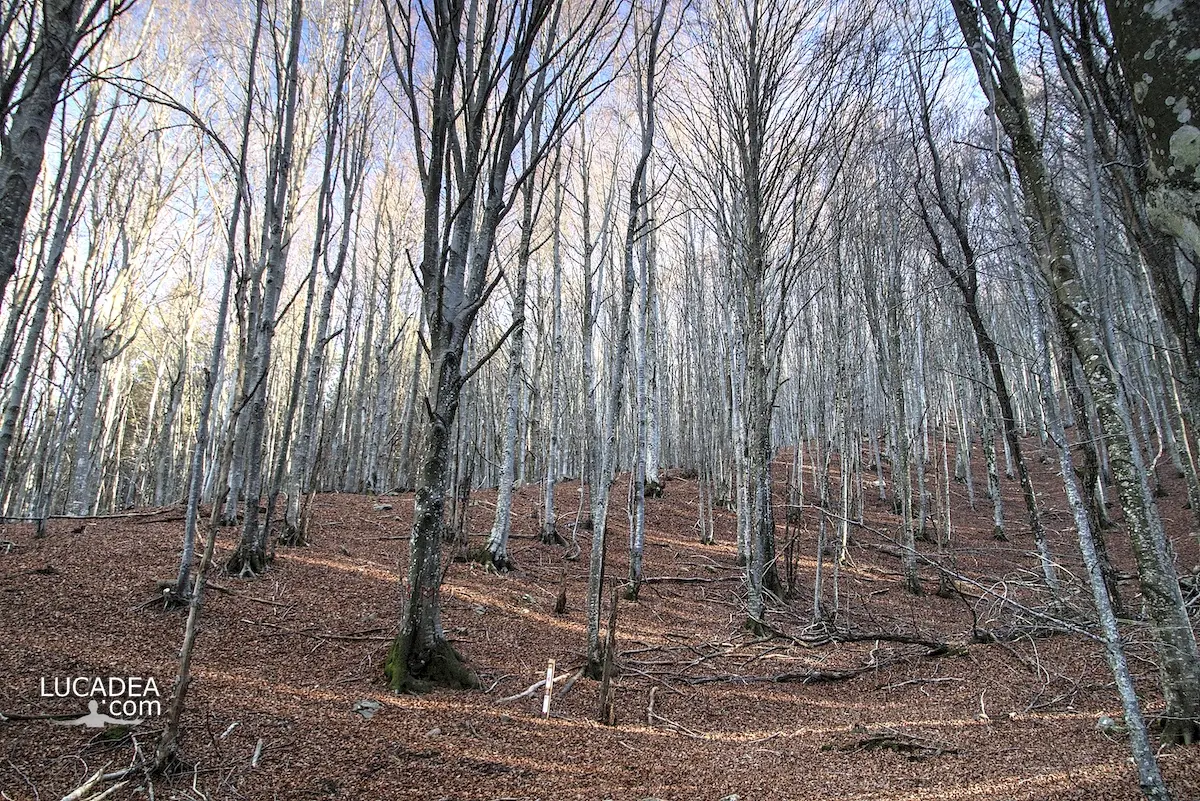 Faggi del Monte Zatta in Liguria con il sentiero immerso nella grande faggeta e la luce tra i tronchi