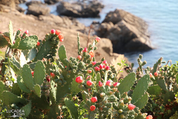 I fiori del fico d'india sul mare di Sestri Levante