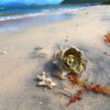 Una bella e grande conchiglia sulla spiaggia di Tortola