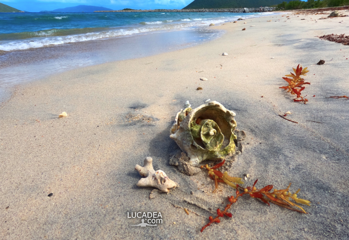 Una bella e grande conchiglia sulla spiaggia di Tortola
