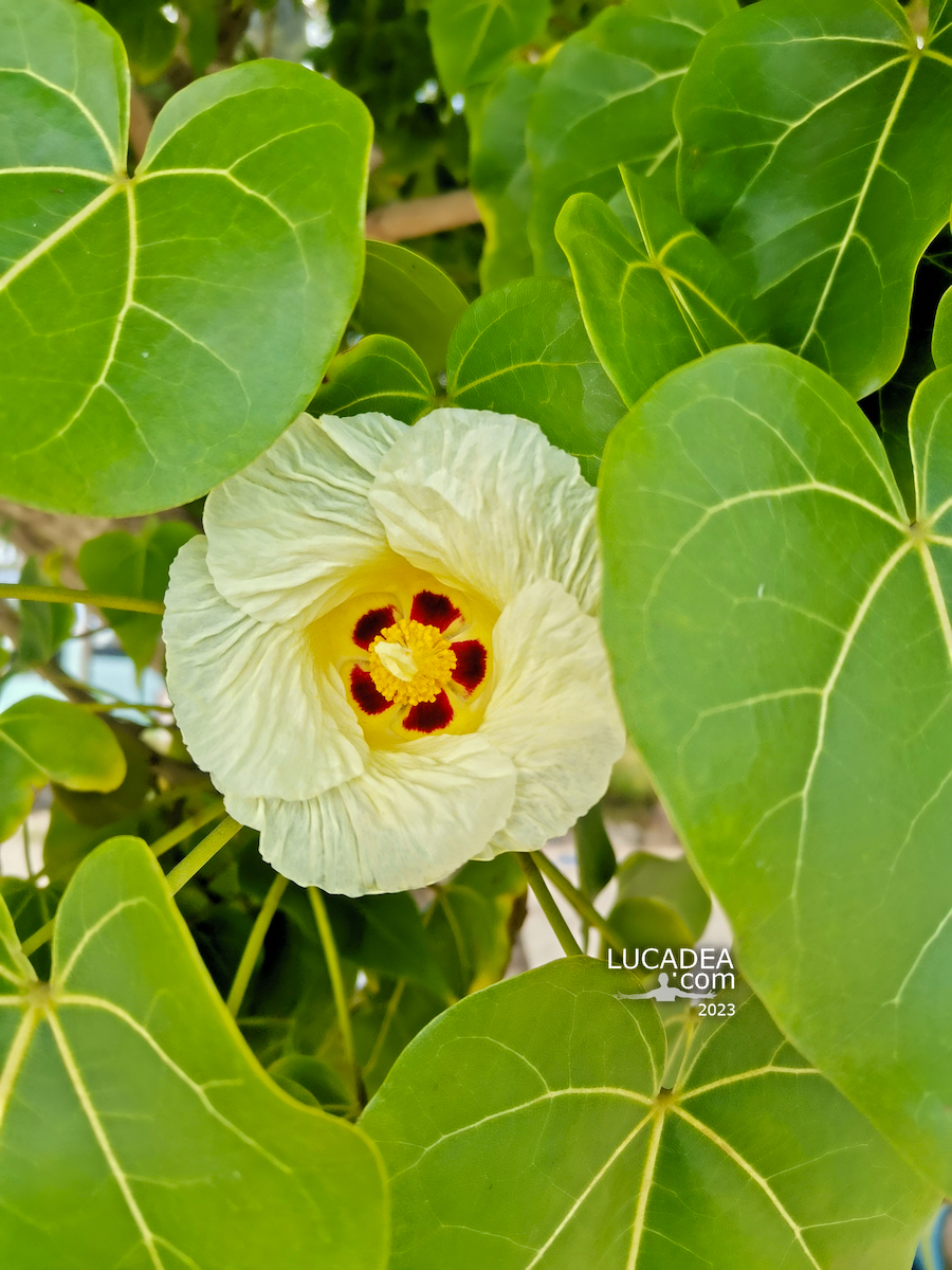 Un fiore giallo nella spiaggia di Accra a Barbados nei Caraibi