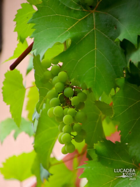 I molti grappoli d'uva della Casa delle Viti a Sestri Levante
