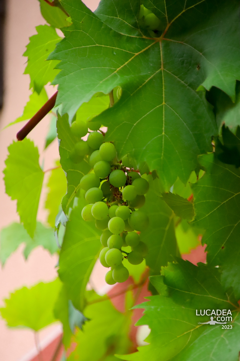 I molti grappoli d'uva della Casa delle Viti a Sestri Levante