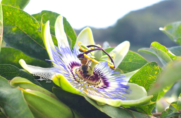Un'ape mentre è immersa nel polline da una passiflora