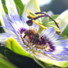 Un'ape mentre è immersa nel polline da una passiflora