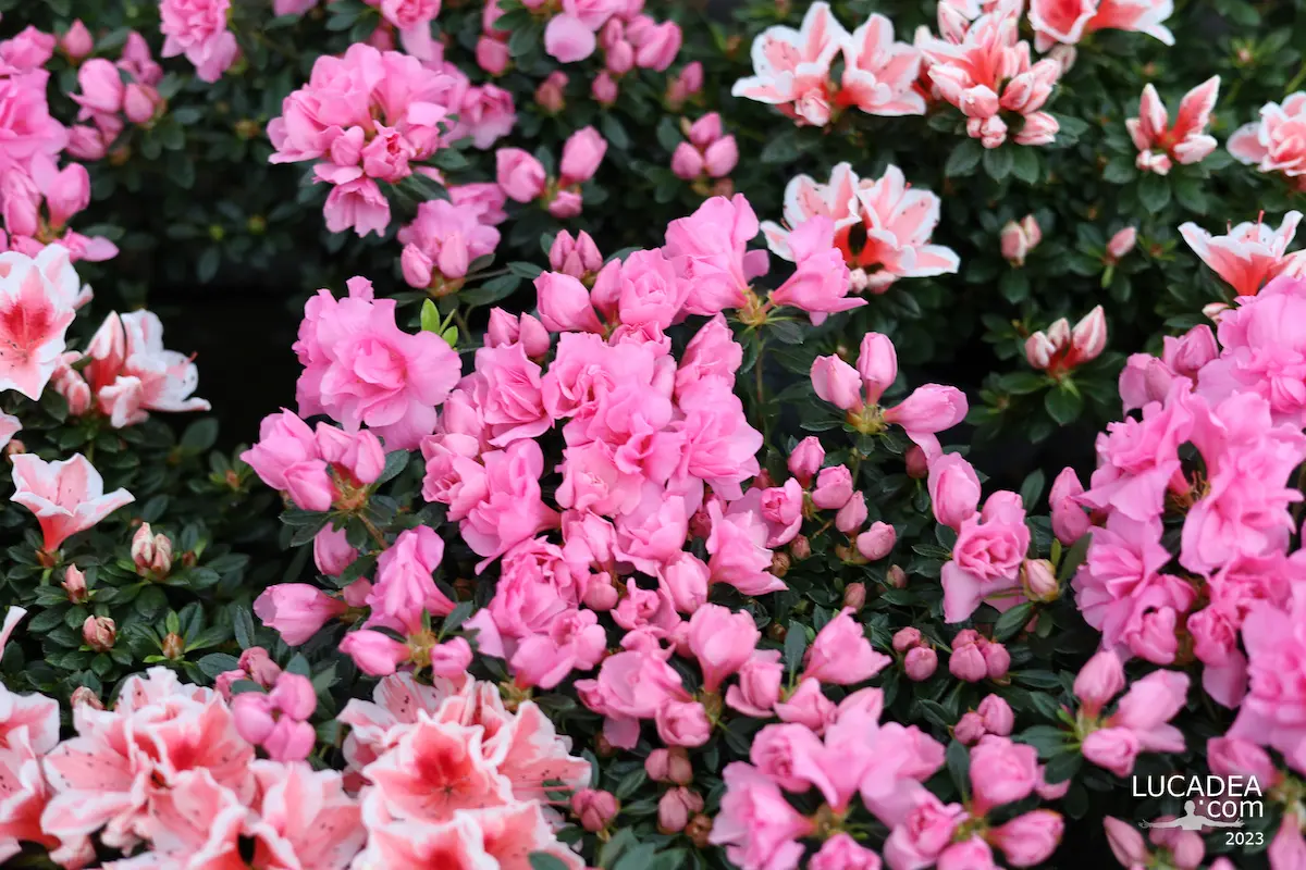 Tanti fiori rosa di un’azalea in piena fioritura, fotografati da vicino per mostrare petali e diverse tonalità