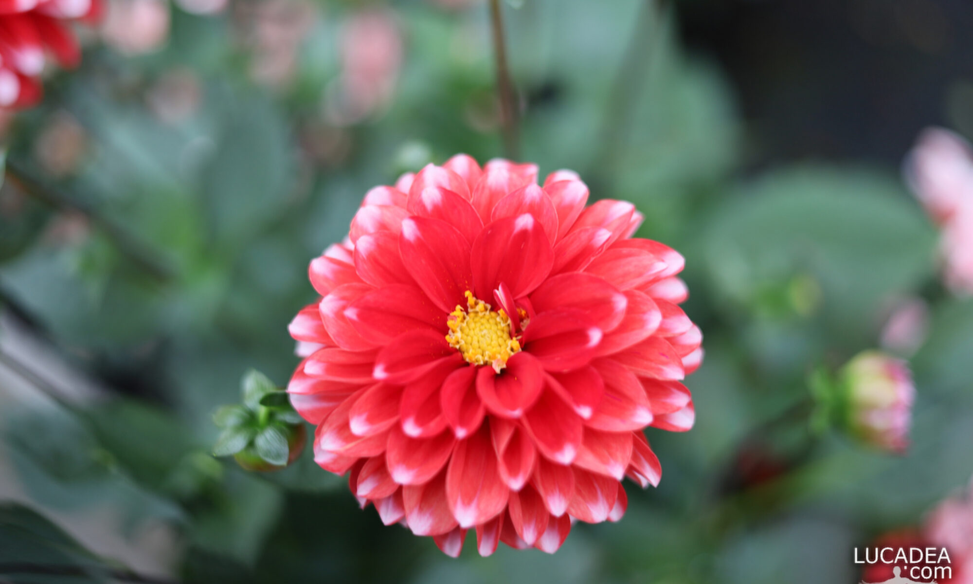 Il bel fiore rosso della Dahlia fotografato in un vivaio