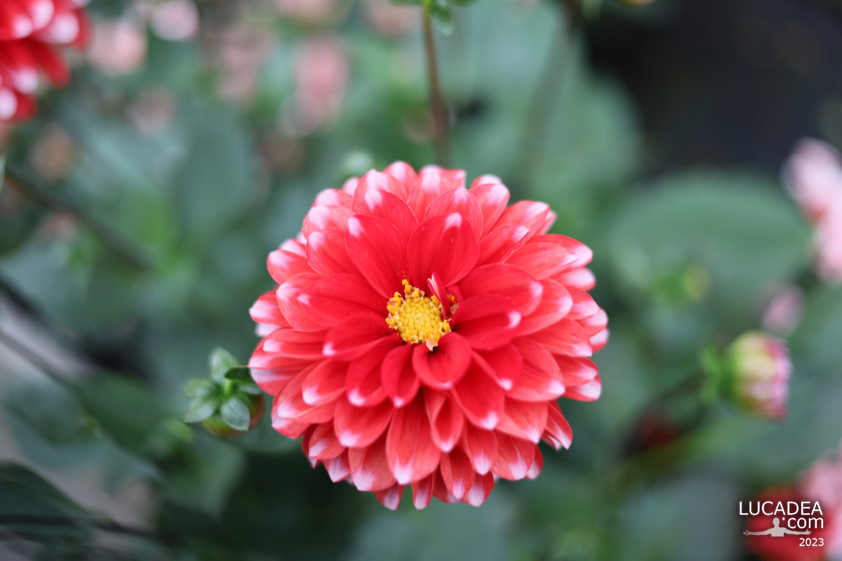 Il bel fiore rosso della Dahlia fotografato in un vivaio