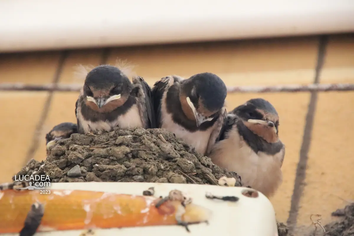 Swallow nest in the caruggio of Sestri Levante with young birds waiting for their parents
