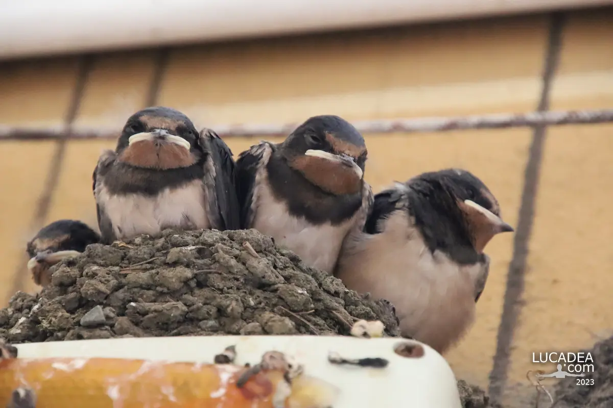 Swallow nest in the caruggio of Sestri Levante with young birds waiting for their parents