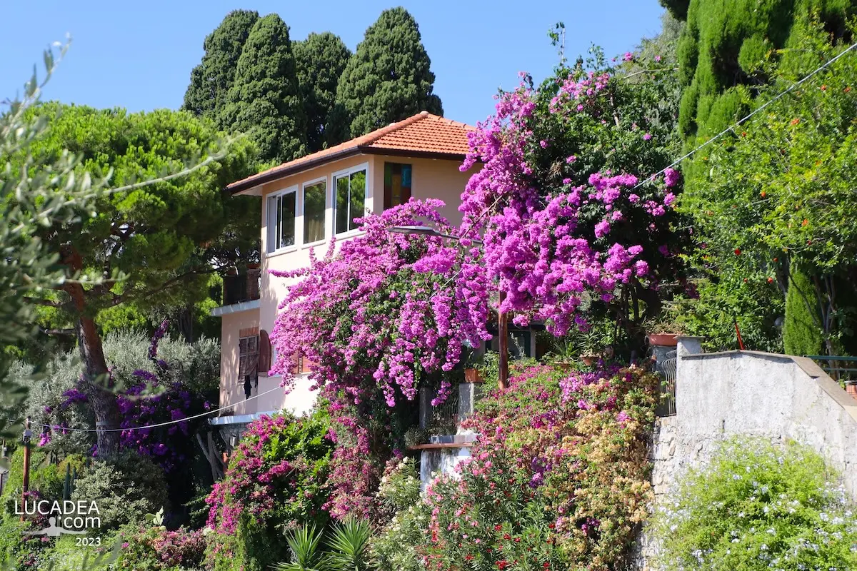 Una bella villa immarsa nella bougainvillea a Camogli