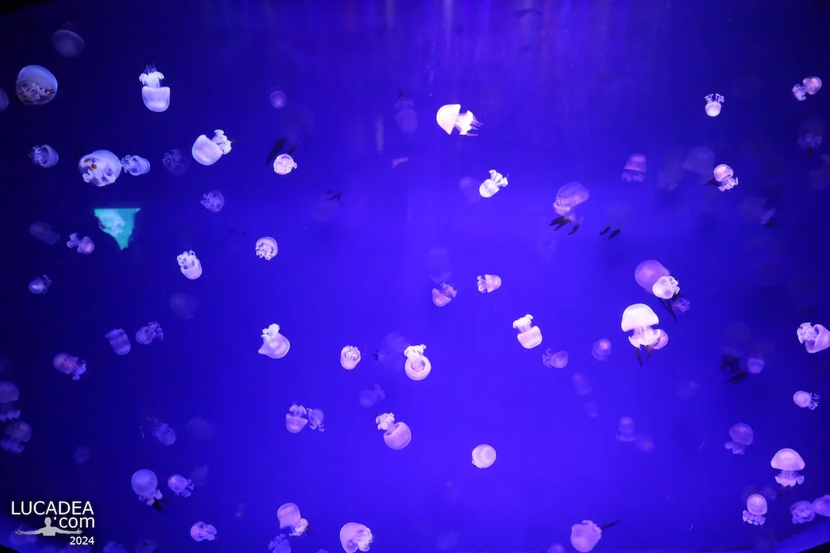 Danza trasparente delle meduse a Valencia