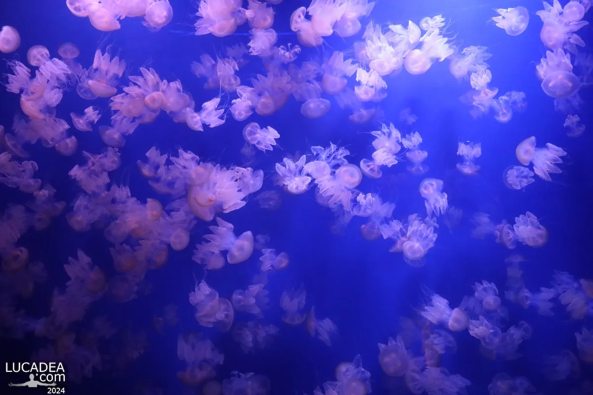 Danza trasparente delle meduse a Valencia