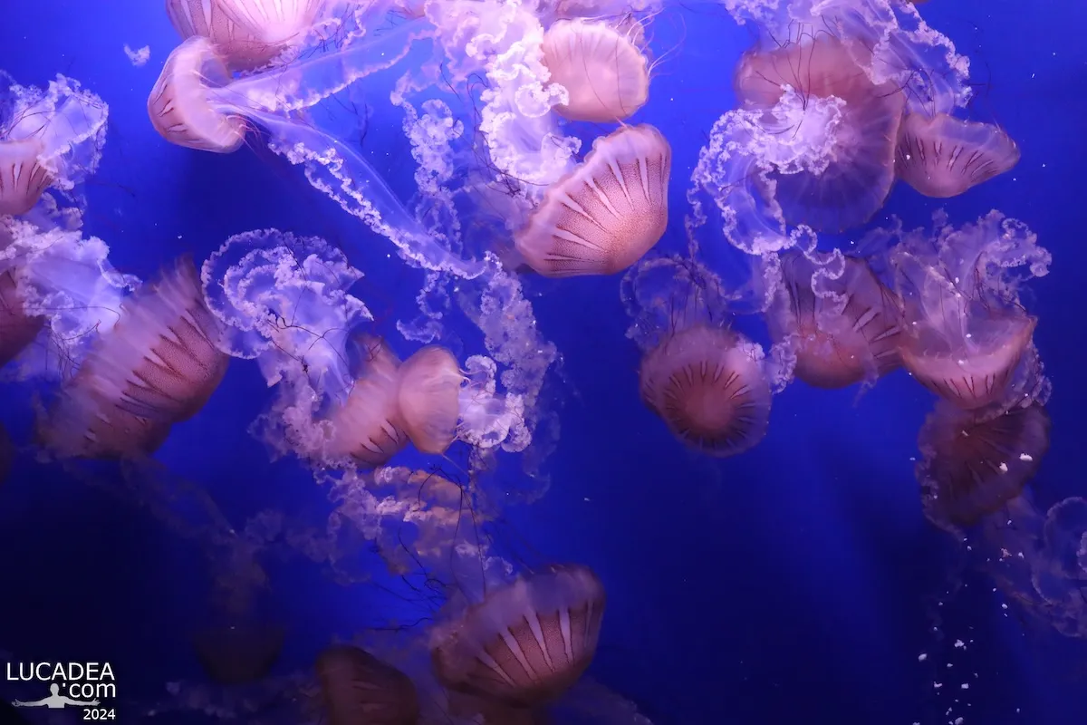 Danza trasparente delle meduse a Valencia