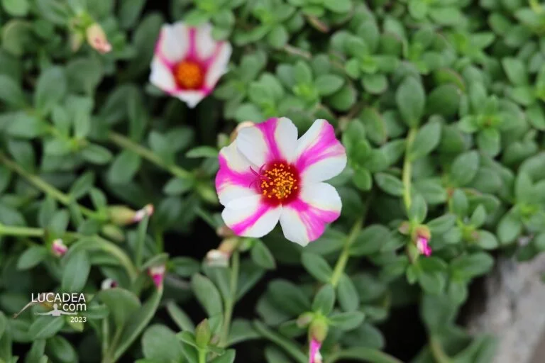 Fiori di portulaca grandiflora colorati in vaso all’interno di un vivaio, con petali luminosi e piante disposte in file ordinate