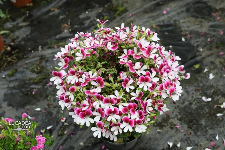 Geranio Angel bicolore in vivaio con piccoli fiori dai colori contrastanti tra bianco e viola su pianta ornamentale
