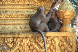scimmiette Tempio Wat Leu 01