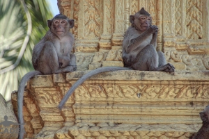 scimmiette Tempio Wat Leu 03
