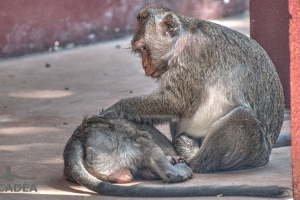 scimmiette Tempio Wat Leu 04