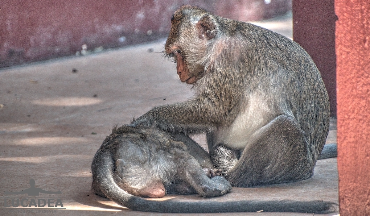 scimmiette Tempio Wat Leu 04