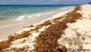 Alghe sulla spiaggia di Cozumel